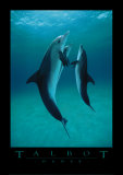 Danse Des Dauphins Plakater av Bob Talbot