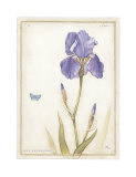 Purple Iris II Print by Meg Page