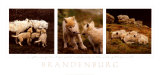Wolf Family Portrait Poster by Jim Brandenburg