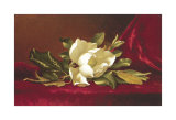 The Magnolia Flower Posters by Martin Johnson Heade