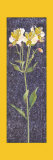 Tigerlily Prints by David Cooper Tigerlily Prints by David Cooper