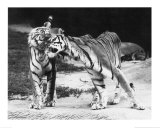 Amour chez les tigres Affiche par H. Armstrong Roberts