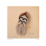 Faisan Prints by Michel Lablais