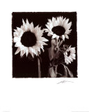 Sonnenblumen Poster von Angelos Zimaras
