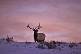 Winter elk during sunset Yellowstone wild animal photo by James Hager