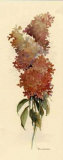 Hydrangea Bloom Posters by Rosalind Oesterle Hydrangea Bloom Posters by Rosalind Oesterle