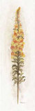 Snap Dragon Pôsters por Consuelo Gamboa Snap Dragon Pôsters por Consuelo Gamboa