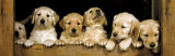 Golden Retrievers Puppies Print