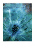 Cardo blu Stampe di Ian Winstanley