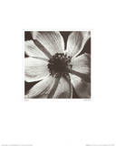 Anemone I Art by Graeme Harris