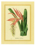 Bromelia Zebrina Kunstdrucke von C. Van Geel