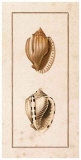 Conchology Cassis III Prints by W. Miller
