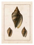 Conchology - Voluta Art by W. Miller