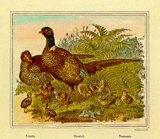 Faisanes Print by Joachim Scholz Faisanes Print by Joachim Scholz