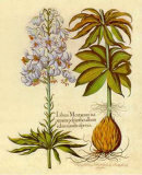 Lilium Montanum II Posters Lilium Montanum II Posters