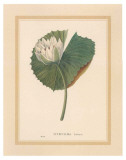 Nénuphar Posters par C. Van Geel