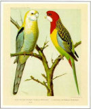 Pale-Headed and Rose-Hill Parrots Posters Pale-Headed and Rose-Hill Parrots Posters