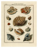 Conchylien Cabinet II Prints by W. Martini