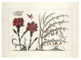 Cornations Double/Broome Art