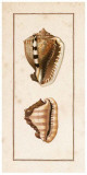 Conchology Cassis II Art by W. Miller