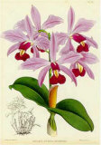 Orquideas IV Print by J. Nugent