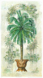 Estudio De Palmeras II Prints by A. Vega