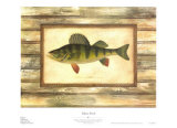 Yellow Perch Prints by Zachary Alexander