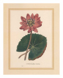 Nymphea Rubra Art by C. Van Geel