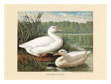 White Ducks Prints