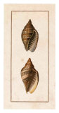 Conchology, Voluta II Prints by W. Miller