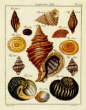 Conchylien Cabinet III Print by W. Martini