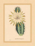 Hexagonus Poster von C. Van Geel