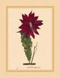 Hybridus Print by C. Van Geel