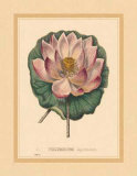 Nelumbium Posters by C. Van Geel
