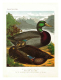 Rouen Ducks Prints