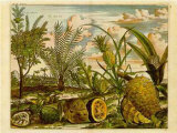 Tropical Fruits I Poster av Barlow