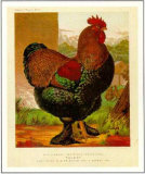 Poultry Print Poultry Print