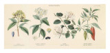 Spice Plants II Poster by William Rhind