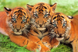 WWF - Tiger Cubs Posters