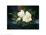Magnolias Prints by Paul Cordsen Magnolias Prints by Paul Cordsen
