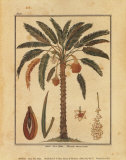 Palmera datilera Láminas por Rebecca Palmera datilera Láminas por Rebecca