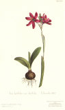 Ixia Latifolia Var. Latifolia Poster by Sydenham Teast Edwards