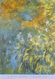Yellow Iris Prints by Claude Monet