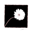 Zinnie Kunstdrucke von Angelos Zimaras