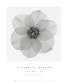 Daffodil II Plakater af Steven N. Meyers
