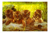 Tiger Cubs Plakat