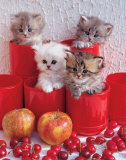 Chats et cerises Posters par Chris Nikolson