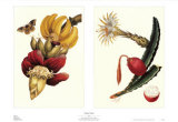Exotic Fruit Posters