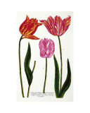 Trois fleurs de tulipe Posters par Johann Wilhelm Weinmann