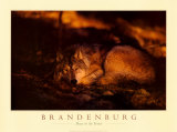 Paz en el bosque Lámina por Jim Brandenburg Paz en el bosque Lámina por Jim Brandenburg
